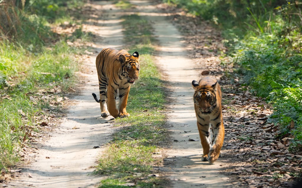 Sundarban Mangrove Forest Bangladesh