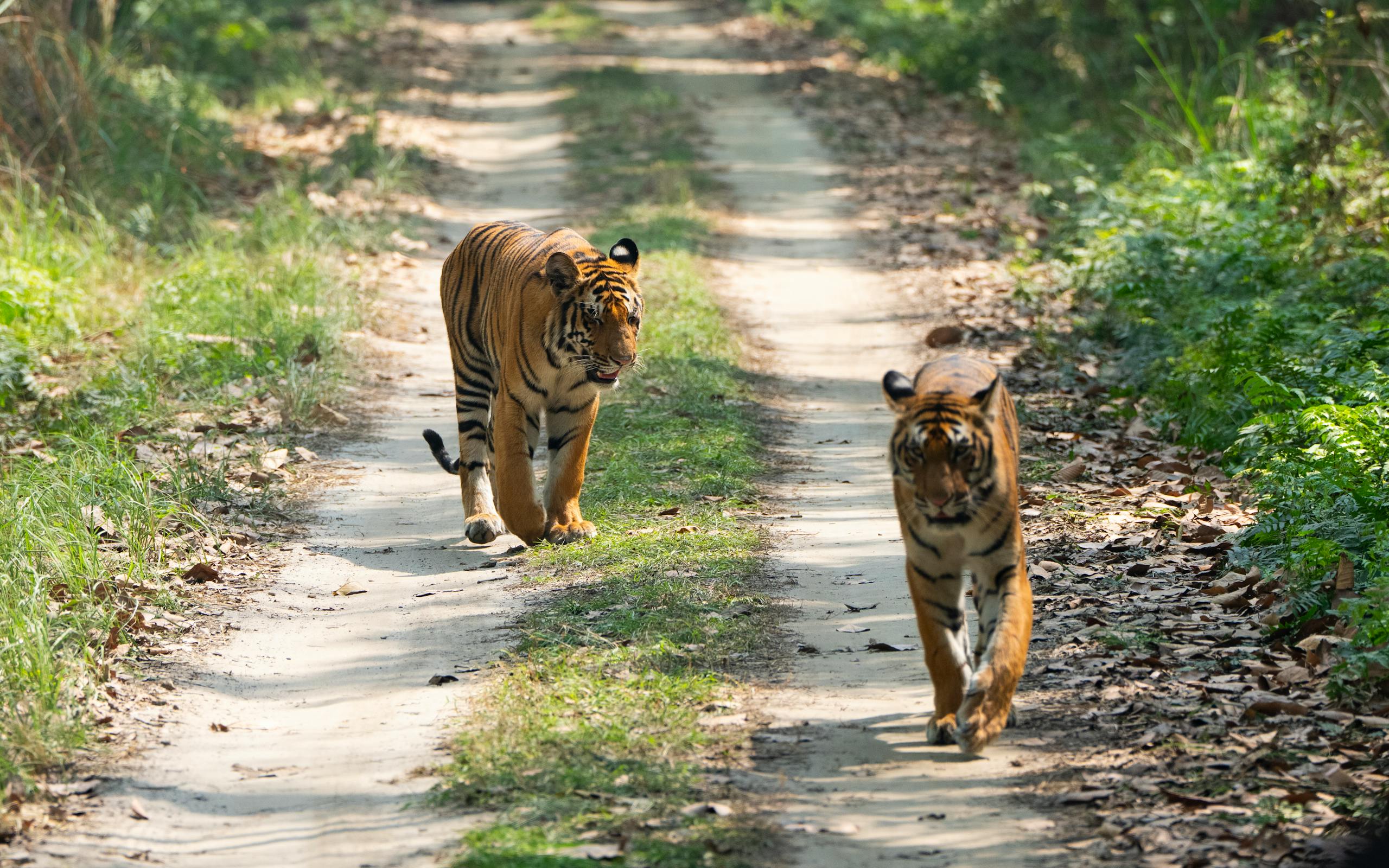Sundarban Mangrove Forest Bangladesh