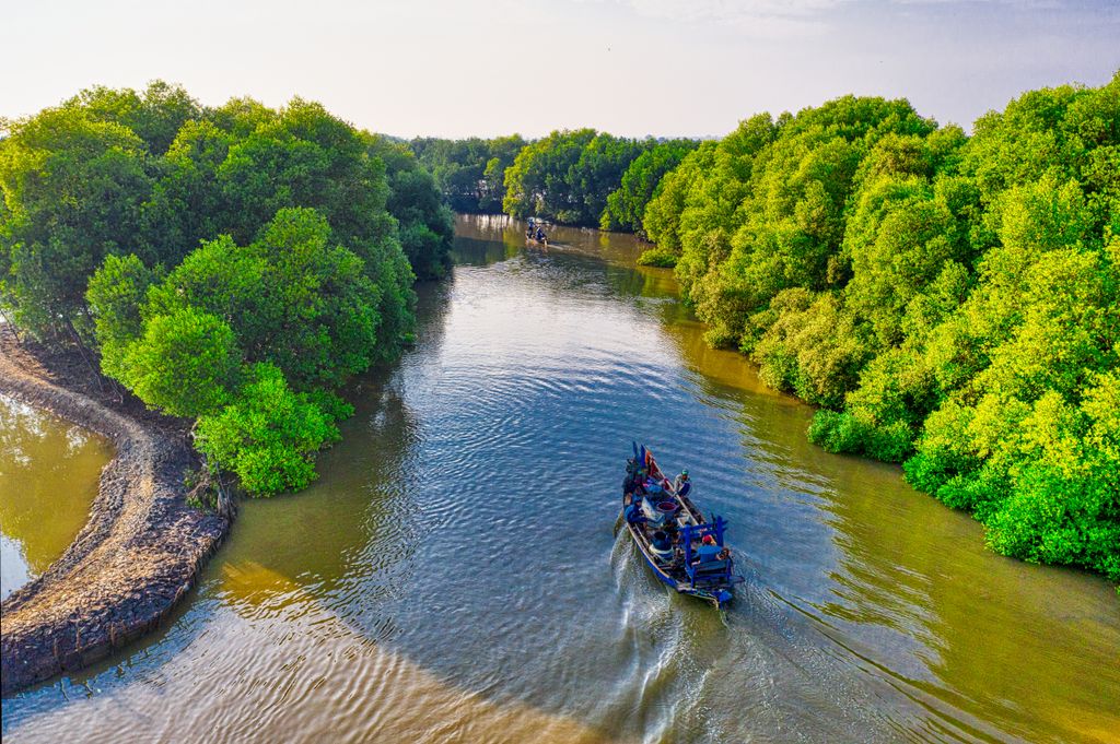 Aerial shot of a boat sailing through a lush mangrove forest river in daylight, showcasing vibrant greenery and natural beauty.