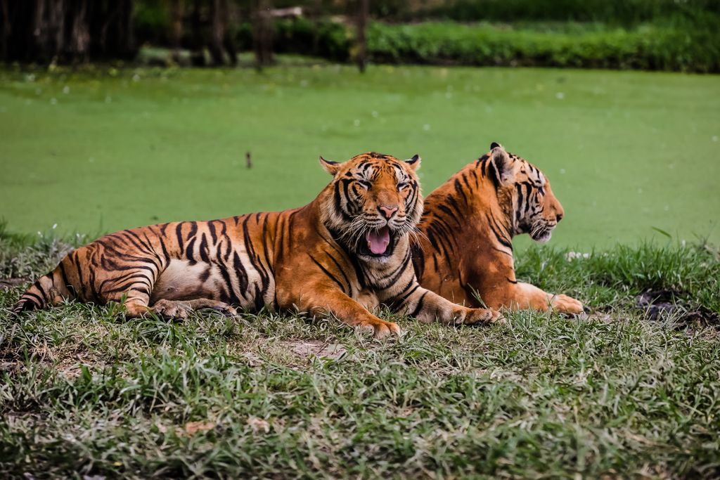 সুন্দরবন বাংলাদেশের বৃহত্তম ম্যানগ্রোভ বন