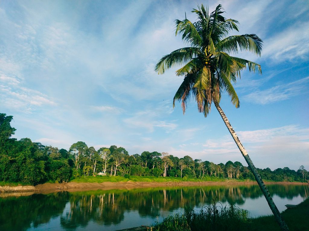 A tranquil scene of a palm tree by a calm river in Sarawak, Malaysia, under a clear blue sky.