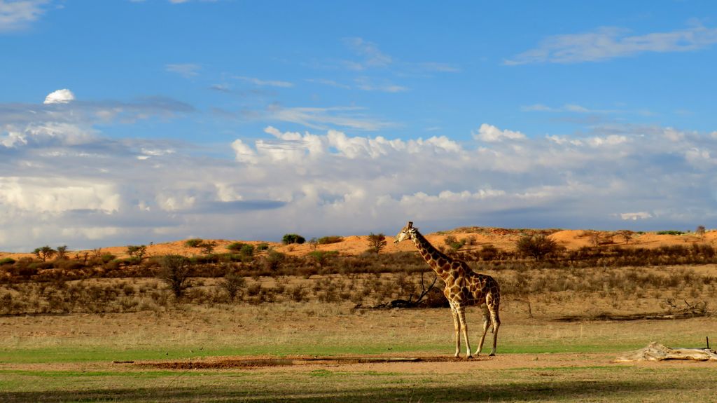 Largest Deserts of the World-Kalahari Desert